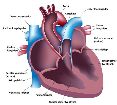 Anatomie Van Het Hart Menselijk Lichaam Het Menselijk Lichaam Hart