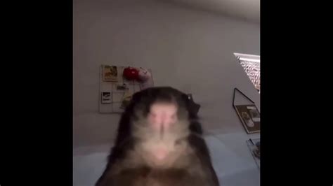 New Hamster Meme Youtube