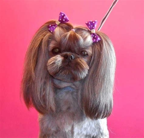 This shows how to safely trim around a dogs eyes. Shih Tzu - Affectionate and Playful in 2020 | Shih tzu ...
