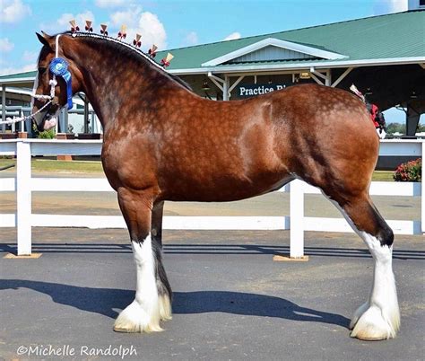 Dappled Bay Clydesdale Mare Clydesdale Horses Pretty Horses Pony Breeds