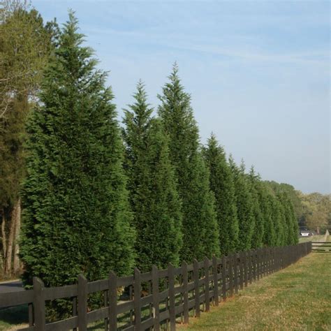 Leyland Cypress Trees For Sale