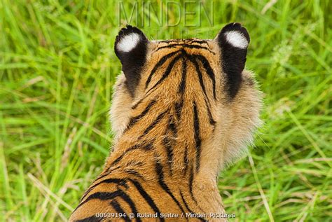 Tiger Stock Photo Minden Pictures