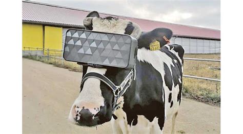 Russian Cows Get Vr Headsets To Reduce Anxiety Mag Files Mag The Weekly