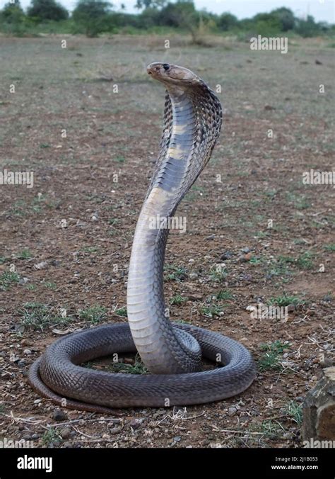 Indian Cobra Naja Naja Satara Maharashtra India Stock Photo Alamy