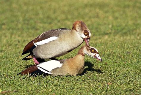 Egyptian Geese Mating Photograph By Science Photo Library Pixels