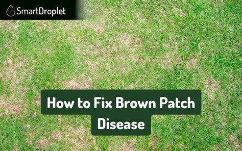 Getting Brown Spots In Your Lawn Causes Solutions