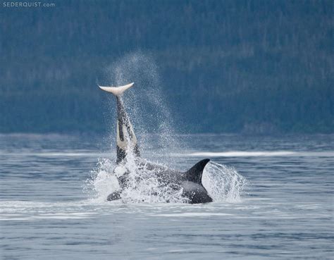 Playful Orca Killer Whales Alaska Betty Sederquist Photography
