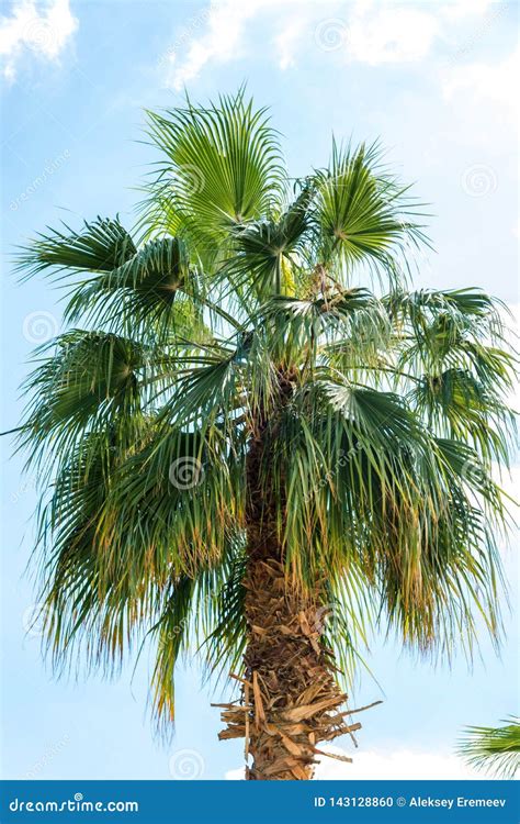 Big Green African Palm Tree Against The Blue Sky Stock Photo Image Of