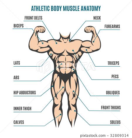 Torso Muscle Anatomy Male / Muscles Of The Neck And Torso Classic Human