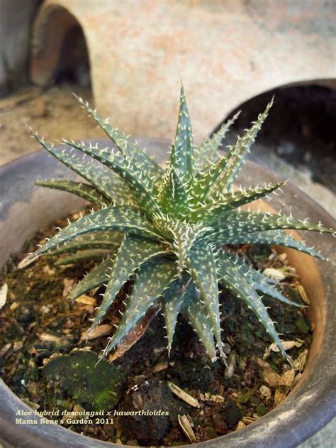 Posts About Aloes On Mama Nenes Garden Succulents Succulent Names Aloe