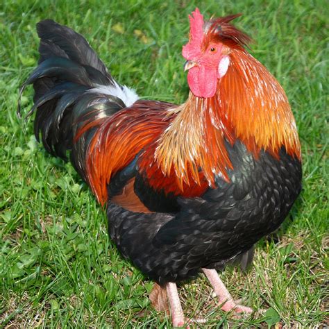 Check spelling or type a new query. Top 13 best and most productive egg laying chicken breeds