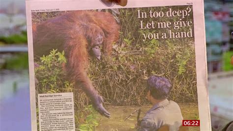 Orangutan Offers A Helping Hand Borneo BBC News 7th February 2020