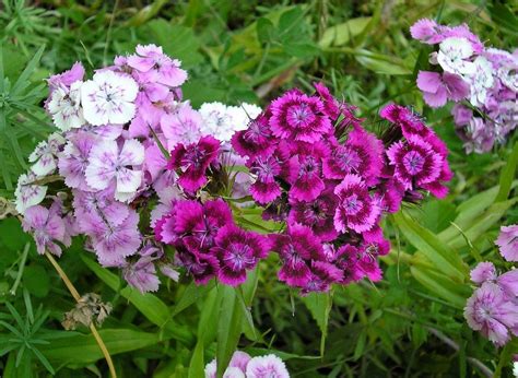 Growing Dianthus Flowers In The Garden How To Care For