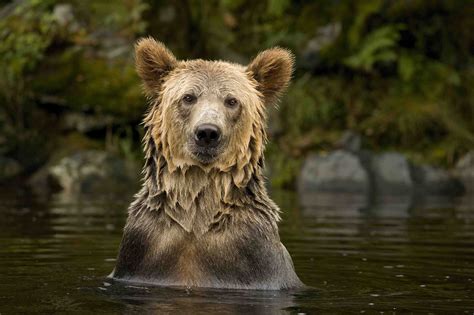 Canadian Wildlife Photography Of The Year 2021 Wildlife Aestetic 2021