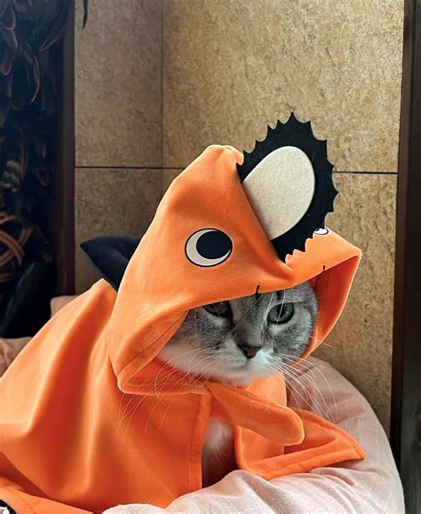 Share 75 Anime Costumes For Cats Super Hot Induhocakina