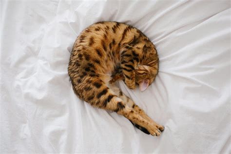 What Do Common Cat Sleeping Positions Mean