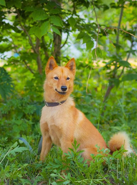 Russian Dog Breeds The Amazing Pups That Came From Russia Dog
