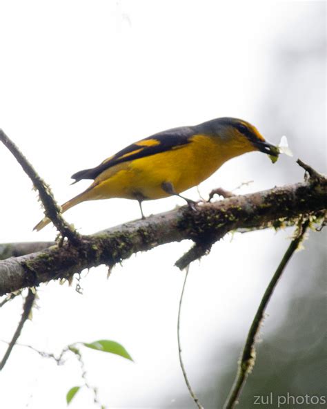 Burung murai batu malaysia sering dilombakan. Zul Ya - Birds of Peninsular Malaysia: Burung Matahari ...