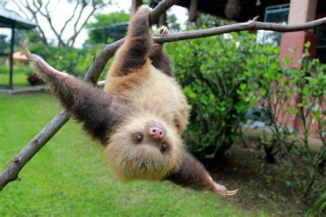 Upside Down Cute Sloth In A Tree Baby Sloth Cute Sloth Cute Baby Sloths