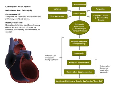 Cardiovascular Heart Failure