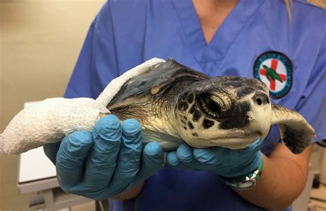 Saving Sea Turtles Movie Screening The Turtle Hospital Rescue Rehab Release