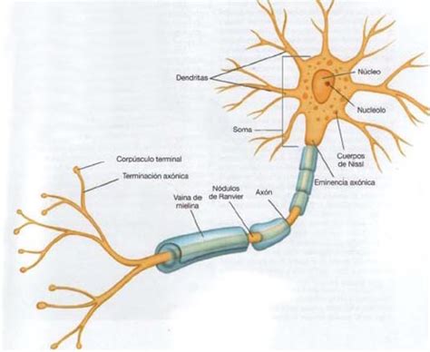 Biología Humana Sistema Nervioso Neuroglia Neurona Nervios Y Fascículos Nerviosos