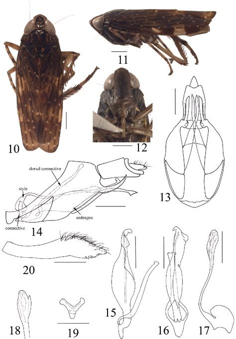 Figure 1020 From One New Genus And Three New Species In The Leafhopper Tribe Coelidiini From