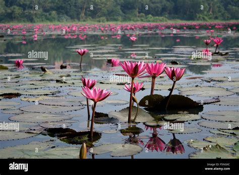 Water Lily Bangladesh Hi Res Stock Photography And Images Alamy