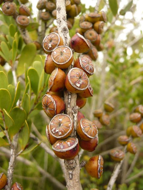 Melaleuca Seed Pods I Think These Are Melaleuca Tea T Flickr