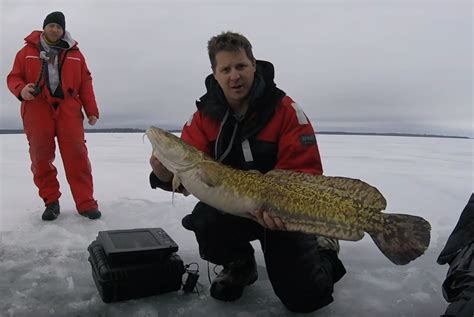 Video This Giant Burbot Is The New Ontario Record Outdoorhub