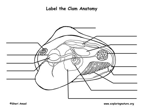 Clam Dissection Labeled