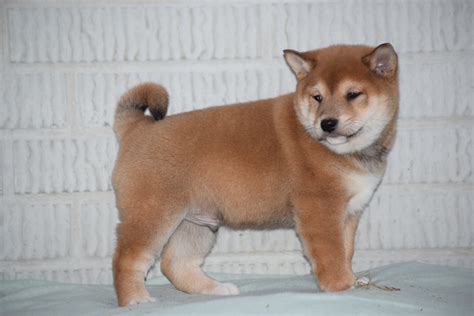 Shiba inu breeders the most popular dog in japan, the shiba is small, intense, and absolutely adorable. ACA Registered Shiba Inu Puppy For Sale Male Oscar ...