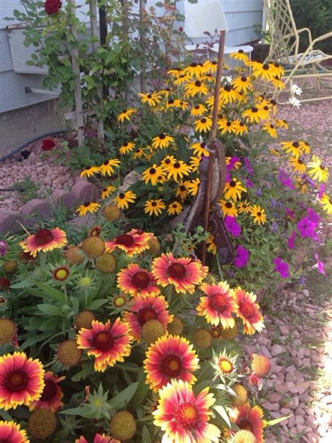 Yellow perennial flowers perennial flowers fake flowers uk. Free Plant Identification | Landscaping with rocks, Plants ...