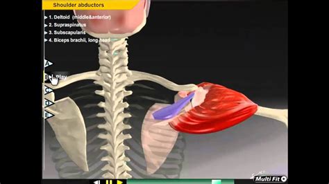 Shoulder Abduction Muscle Motion Kinesiology And Anatomy Youtube
