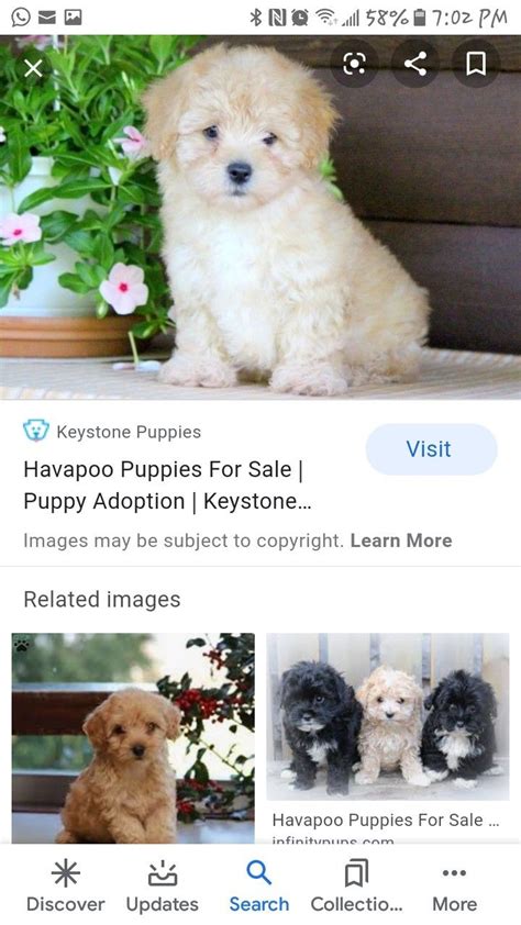 And you will be saving a life. Pin by Kathy R on Perri in 2020 | Puppy adoption, Havapoo puppies, Puppies for sale