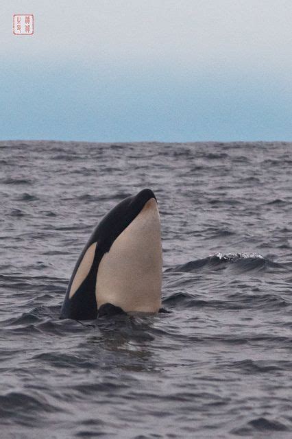 Spyhopping Orca Whales Sea Animals Marine Mammals