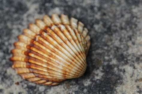 Shell Sjö Havet Gratis Foto På Pixabay