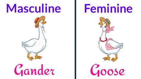Animal Gender Of Nouns L Masculine And Feminine Gender Of Nouns Youtube