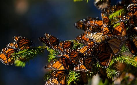 High Resolution Image Of Butterfly Desktop Wallpaper Of Spruce Bing