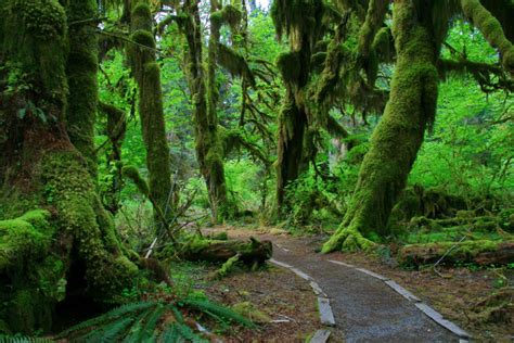 Photo Of Hall Of Mosses Trail National Parks Olympic National Forest