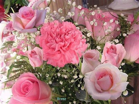 Good morning flower images free download on whatsapp and share it with your loved ones is the best way to start your day. Daily Good Morning Flowers