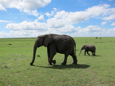 Elephant Tusks Are Getting Smaller Condé Nast Traveler