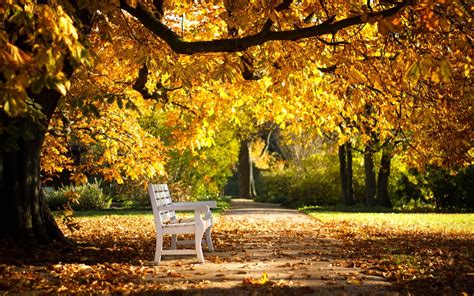 2560x1600 Park Bench Foliage Autumn Wallpaper Coolwallpapersme
