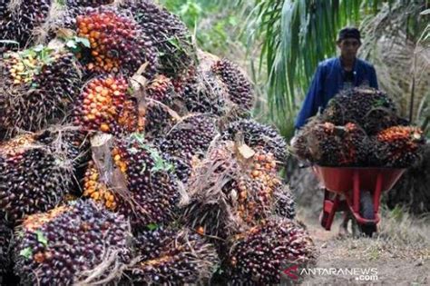 Sawit.transaksinya nanti transfaran di depan pemilik langsung kelapa sawit dan anggota koperasi kelapa sawit di sana.harga take over profit kavling kelapa sawit 150jt.dimana anda akan dapat sertifikat hak milik. Kenaikan Harga TBS Kelapa Sawit di Jambi - Nusa Daily