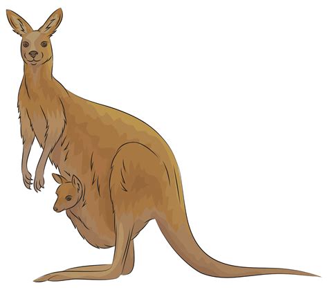 Clipart Kangaroo