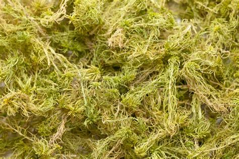 Dry Moss Sphagnum For Planting Orchids Stock Photo Image Of Forest