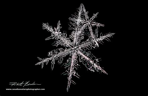 Snowflake Gallery The Canadian Nature Photographer