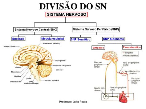Divisao Anatomica Do Sistema Nervoso Ictedu