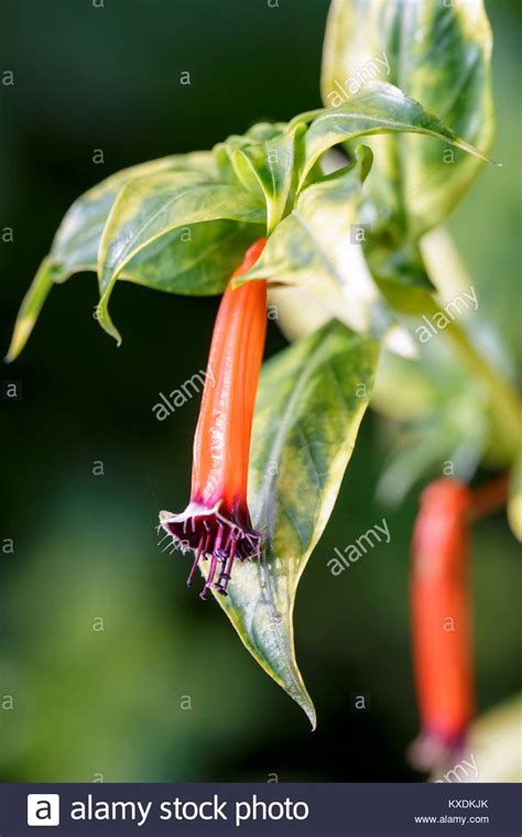 The plant gets its common names from the flowers, which are small, orange and tubular. Cuphea Stock Photos & Cuphea Stock Images - Alamy