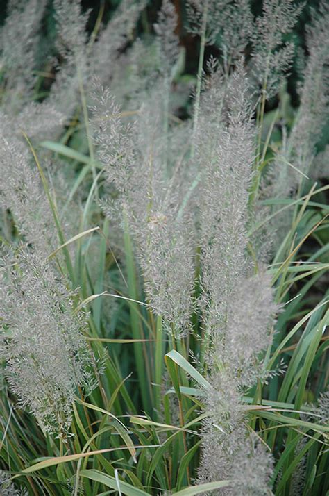Korean Feather Reed Grass Calamagrostis Brachytricha In Inver Grove